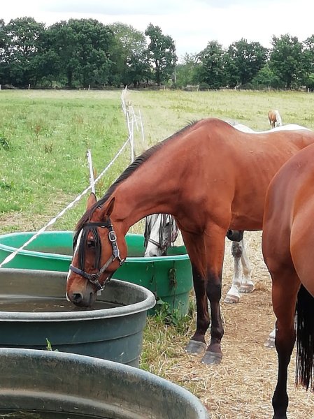 Écuries du Landret - photo 2