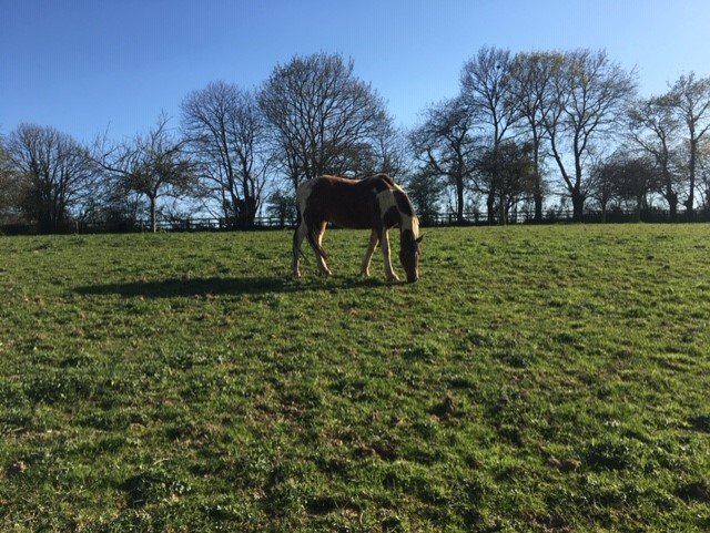 Écurie Active pension équine - photo 1