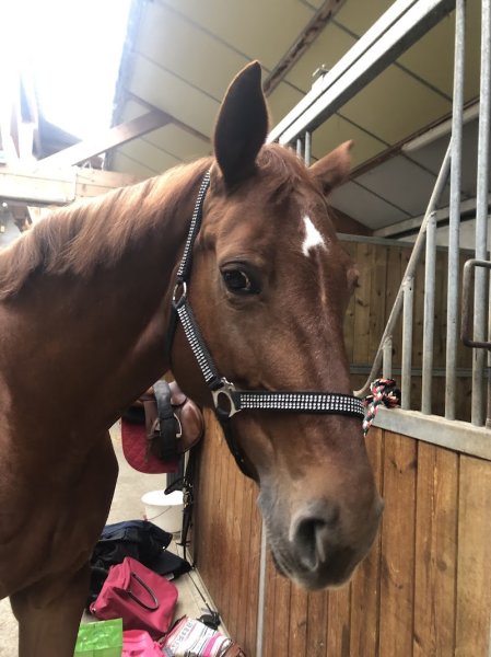 Cravache d'Annecy Sté Hippique - photo 1