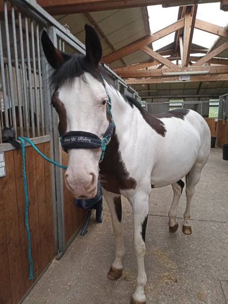 Cravache d'Annecy Sté Hippique - photo 2