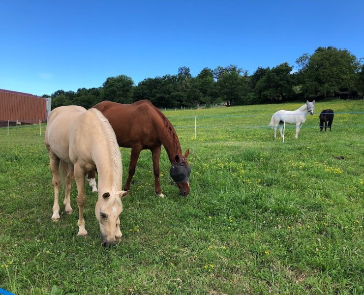 Écurie de la Colline - photo 2