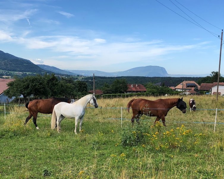 Écurie de la Colline - photo 3