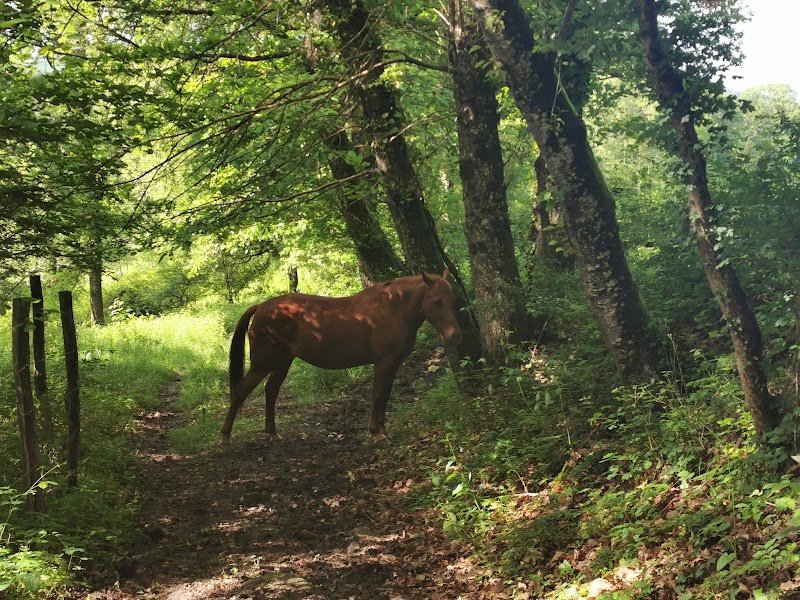 Charmot Quarter Horse - photo 2
