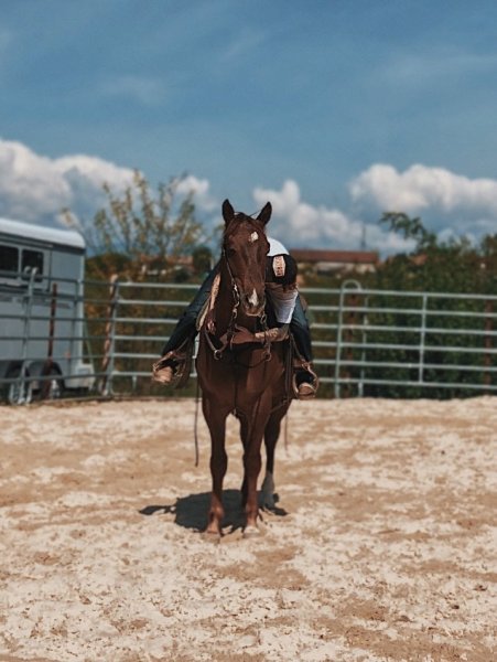 Charmot Quarter Horse - photo 3