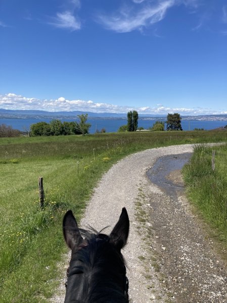 Écuries de Rimandon - Pension en boxes avec terrasse
