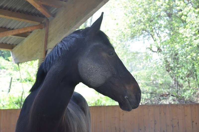 Écuries de Rimandon - Pension en boxes avec terrasse - photo 2