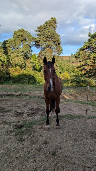 Détraz Denis Les Pensionnaires Du Leman - photo 3