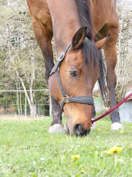 Centre Equestre Le Domino GAEC - photo 3