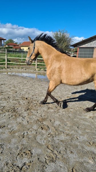 Ecurie de la Plaine D'Aubonne - photo 1