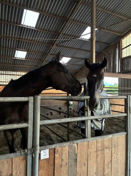 Ecurie de la Plaine D'Aubonne - photo 2