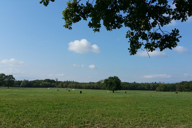 Ecurie de la Plaine D'Aubonne - photo 3