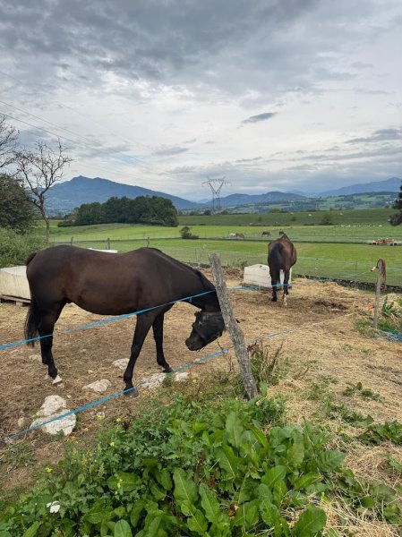Les Ecuries de l’Aube - photo 3