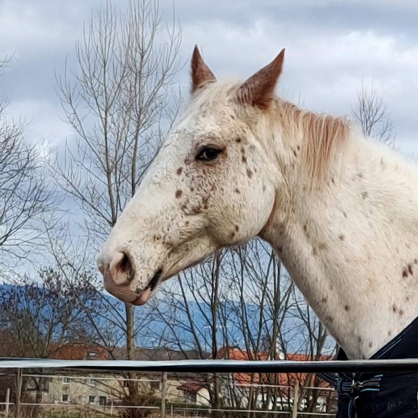 Ecurie De La Sablonnière