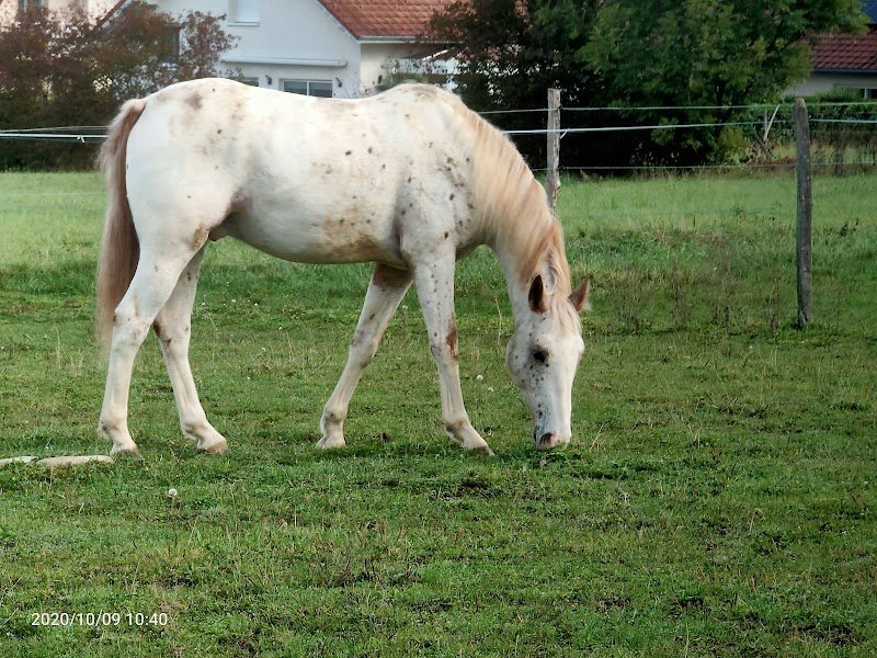 Ecurie De La Sablonnière - photo 2