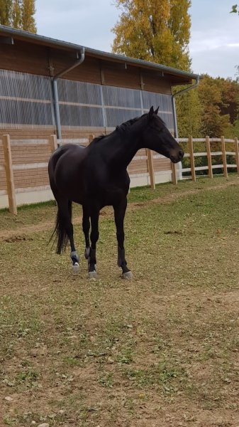 Les Ecuries du Fort Viry - photo 3