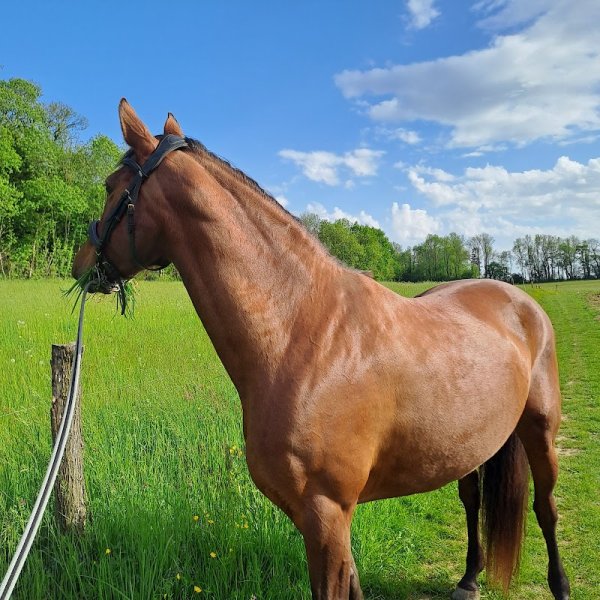 Les Ecuries d'Angeville - photo 2