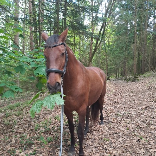 Les Ecuries d'Angeville - photo 3