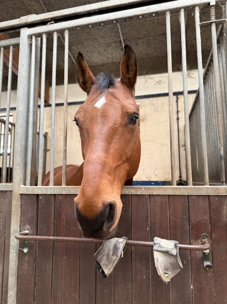 Manège d'Evordes - photo 1
