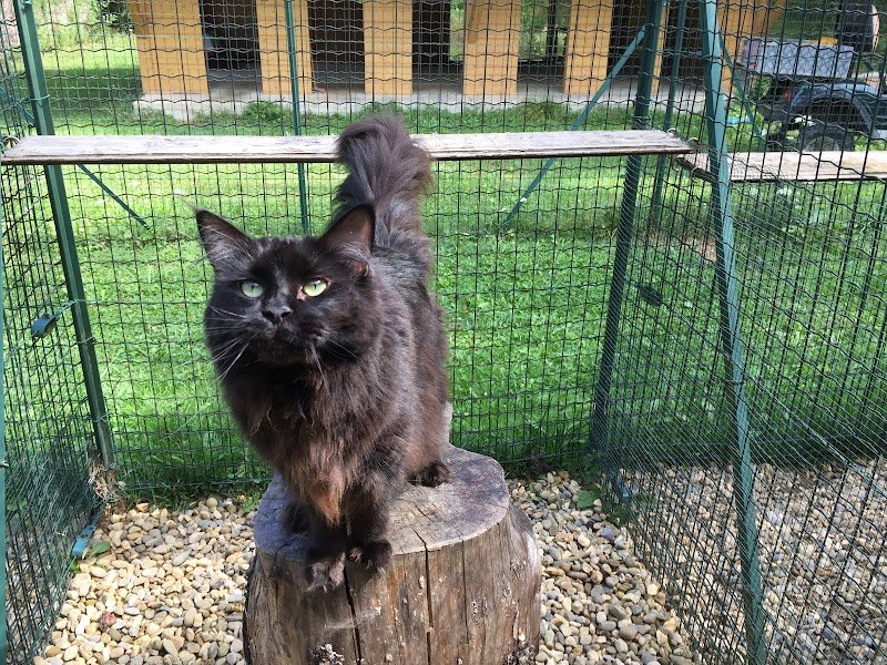 Pension Féline de la Roche Pallud - photo 1