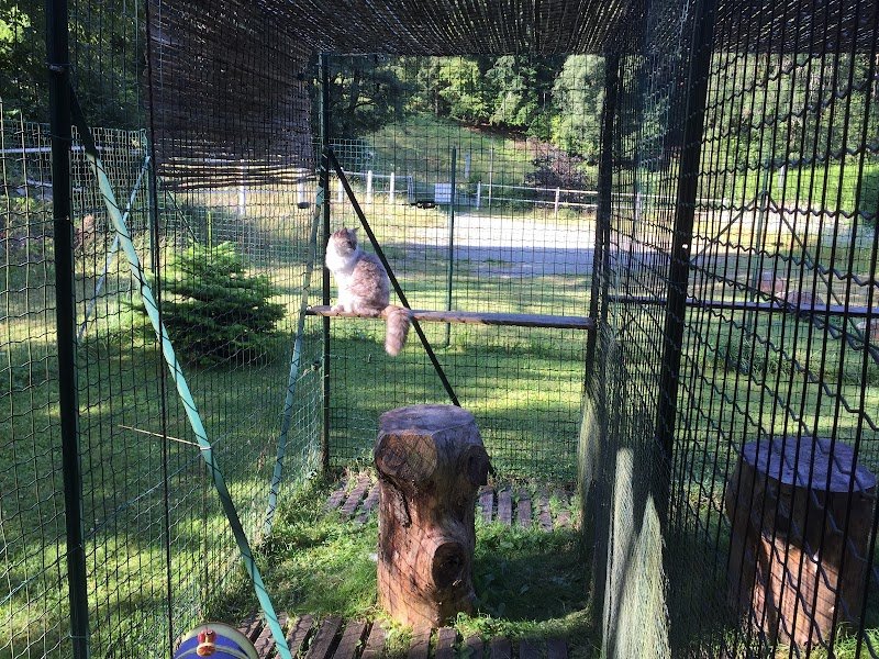 Pension Féline de la Roche Pallud - photo 2