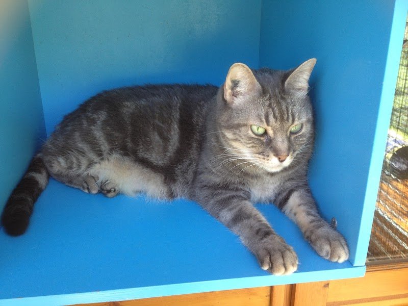 Pension Féline de la Roche Pallud - photo 3