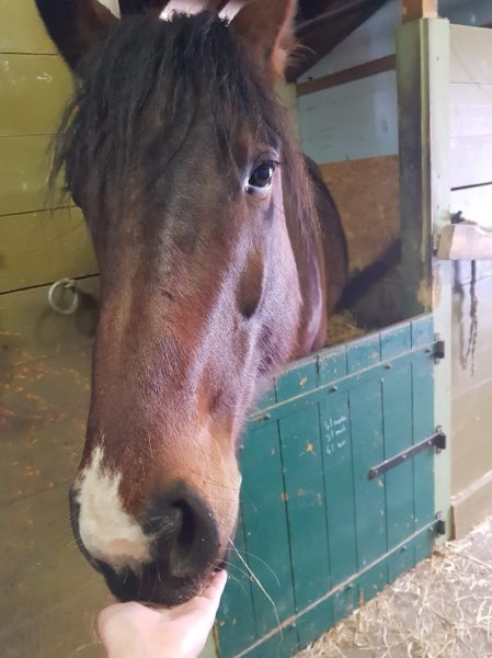 Centre equestre de Morzine - photo 2