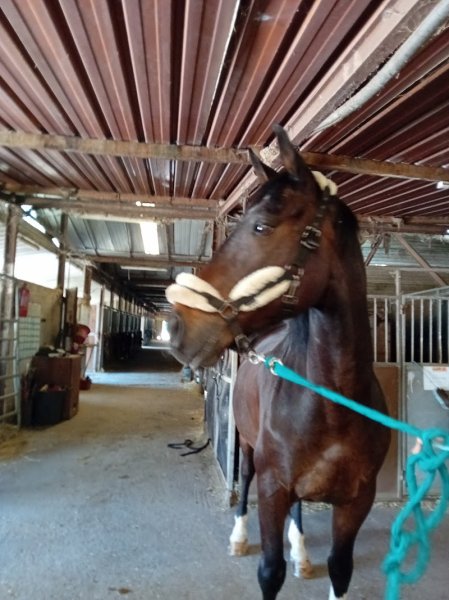 Poney-club de Sciez - photo 2