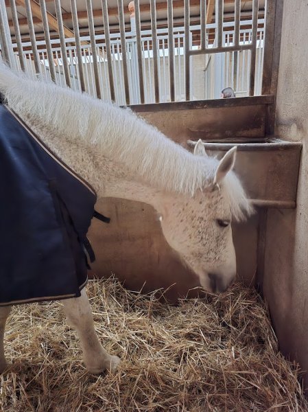 Centre equestre Contamine - photo 1