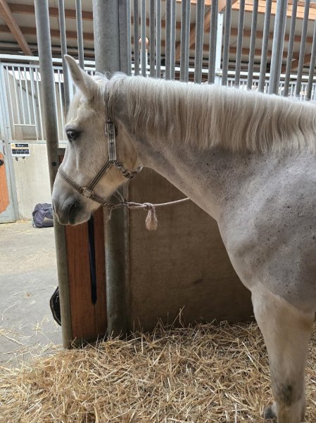 Centre equestre Contamine - photo 2