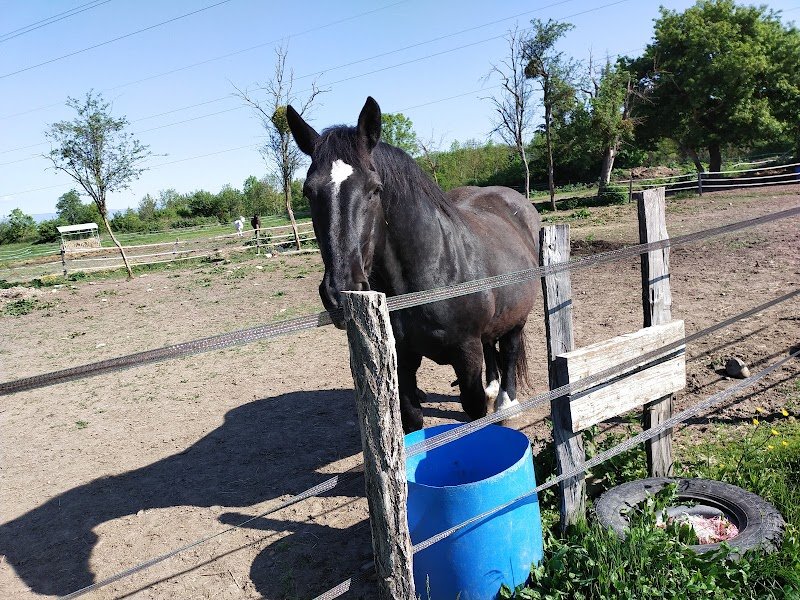 L'Art à Cheval - photo 1