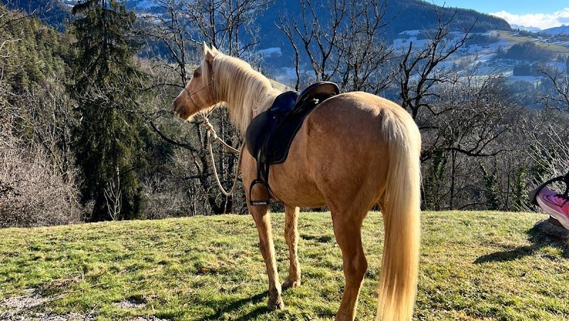 Les chevaux de la diamanterie