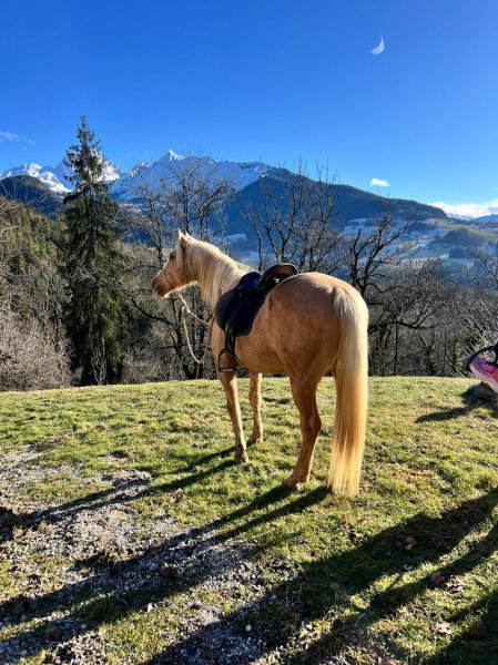 Les chevaux de la diamanterie - photo 2
