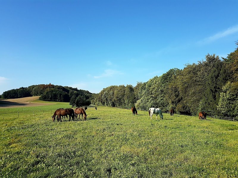 La Molière, Parc chevalin & Guesthouse. Pension pour chevaux, retraite, convalescence et vacance cheval - photo 2