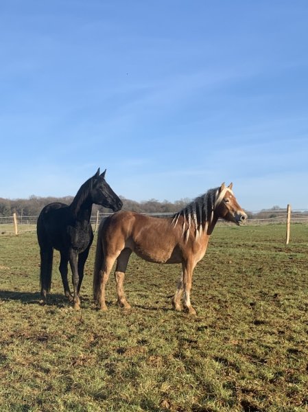 Ecurie Clairefontaine, ferme de Leipzig - photo 3