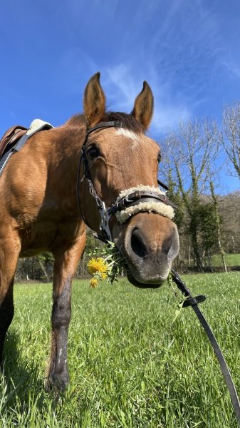 Les Écuries de Jurens - photo 2