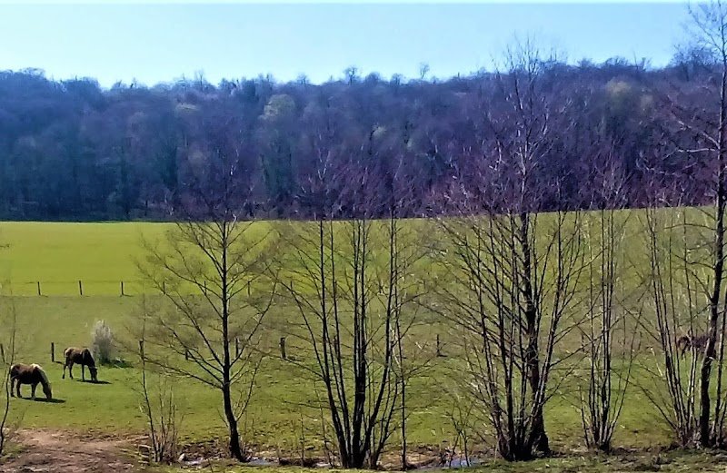 Le Chavenois Pension Chevaux sur pré tout l'année Nancy-Nd - photo 2