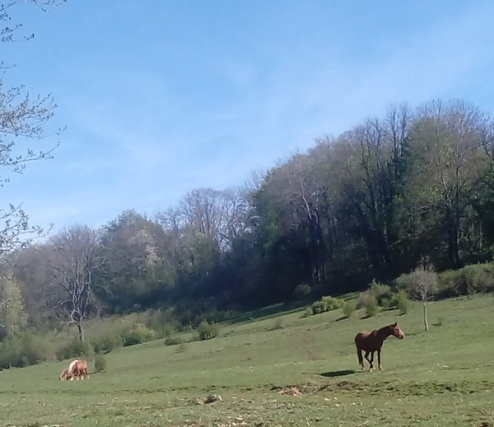 Le Chavenois Pension Chevaux sur pré tout l'année Nancy-Nd - photo 3