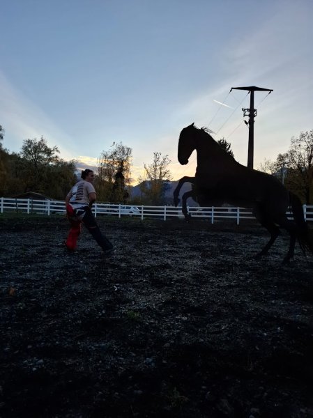 Marine Flipo | Écurie de l' écoute du cheval | Ostéopathe animalier - photo 3