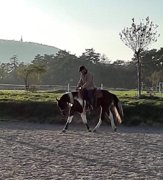 La Ferme Equestre des Monts- Ecurie de Montfeuillot - photo 3