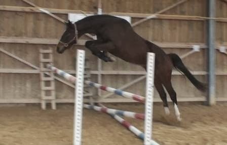 Haras de la Charme - photo 3