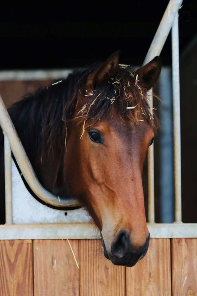 Ecurie DEHEMES - Mathieu CORREIA - photo 2