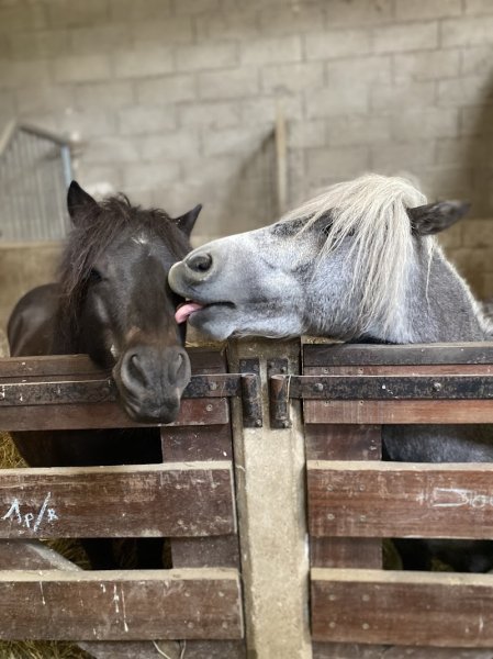 Centre équestre Les Allées Cavalières - photo 2