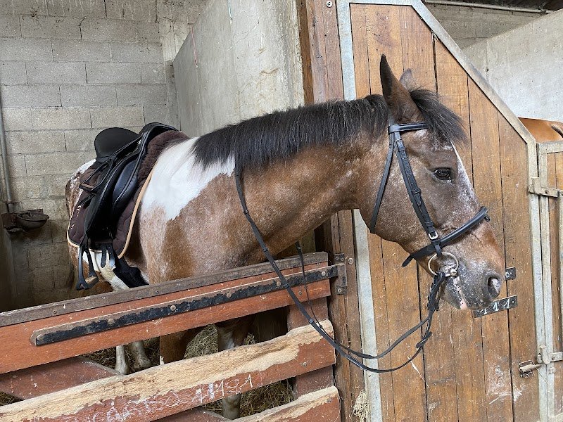 Centre équestre Les Allées Cavalières - photo 3