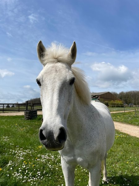 Poney Club de l'Autrot - photo 1