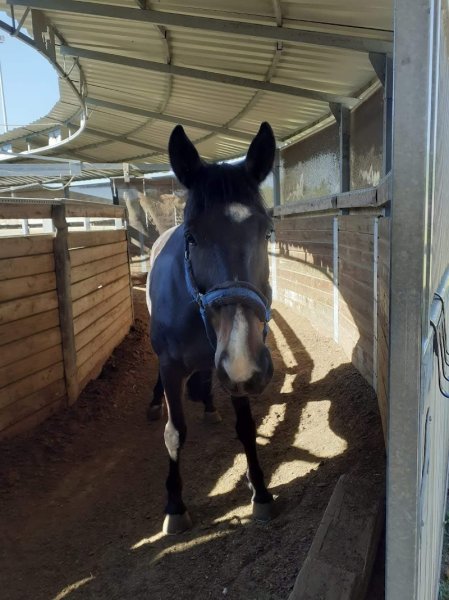 Centre Équestre la Prairie - photo 1