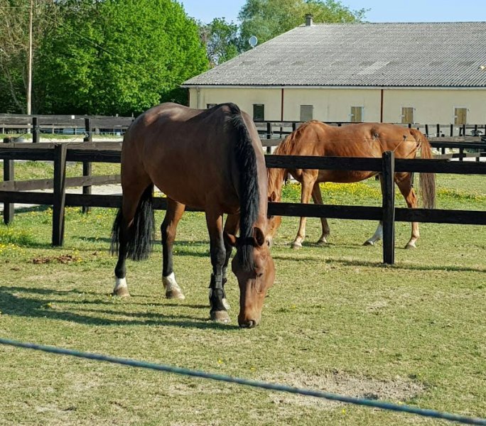 Centre Équestre la Prairie - photo 2