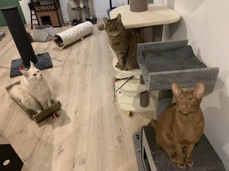 Egao Pension Féline - photo 2