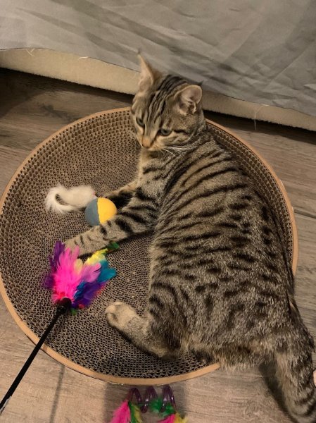 Egao Pension Féline - photo 3