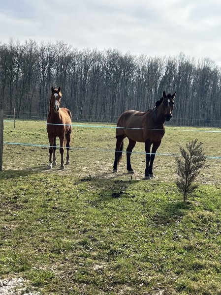 Association les Chevaux des Hameaux
