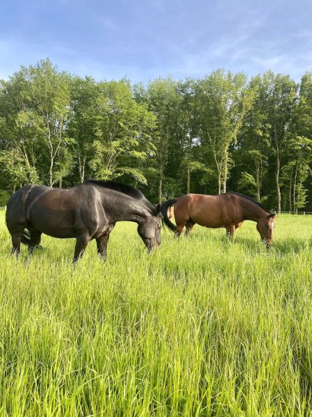 Association les Chevaux des Hameaux - photo 2
